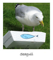 Seagull by Charlotte Gale